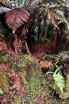 Fox podocarp forest