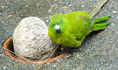 Te Anau Antipodes Islands Parakeet