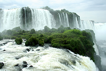 Iguazu Falls millipede