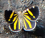 Iguazu Falls butterfly