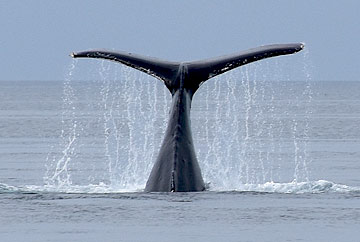 Tail-slapping humpback, Broughton Archipelago