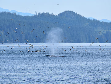 Humpback Whales, Canada