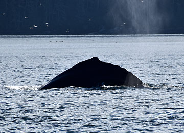 Humpback Whales, Canada