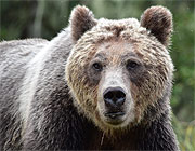 Grizzly bear, Broughton Archipelago, Canada