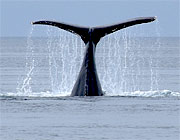 Humpback whale, Broughton Archipelago, Canada