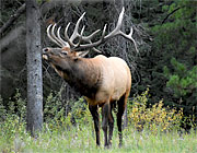 Wild male elk, Jasper, Canada