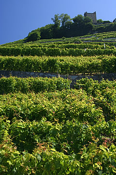Lavaux Vineyards