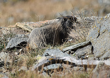 marmot five lakes hike zermatt