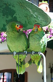 Chichicastenango parrots