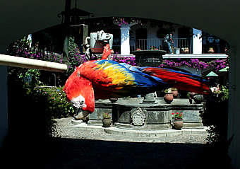 Chichicastenango parrots