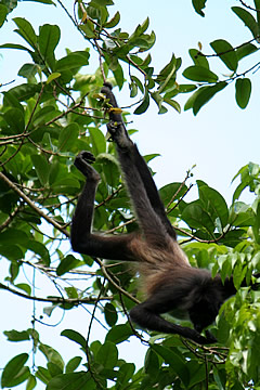 spider monkey Tikal