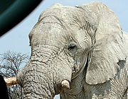 Bull elephant, Etosha