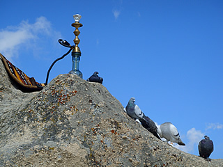 pigeon valley