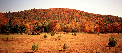amherst fall