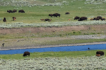 Lamar Valley bison