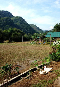 northern vietnam nung village