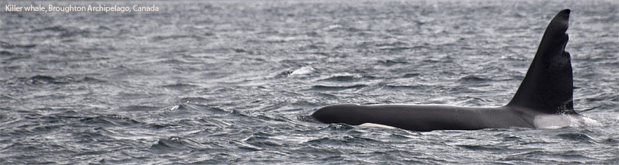 Killer whale, Broughton Archipelago, Canada