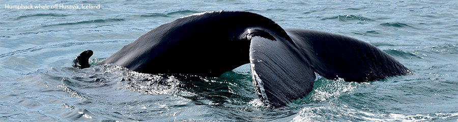 Humpback whale off Husavik, Iceland.