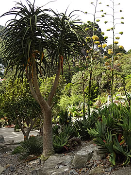 Botanic Garden, Wellington, New Zealand