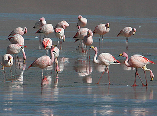 laguna colorada flamingos