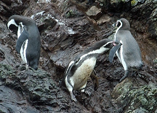 Magellanic and Humboldt Penguins chiloe