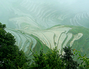 China: rice terraces