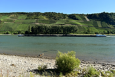 Rhine