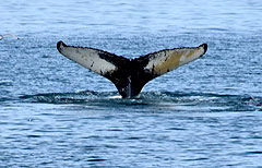 Whale watching, Husavik, Iceland