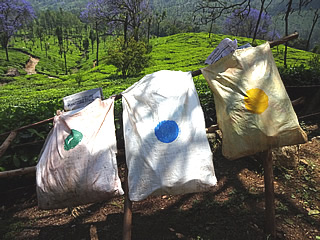 western ghats tea plantation