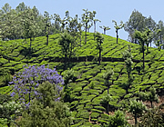 India Kerala Munnar - Tea plantation Western Ghats