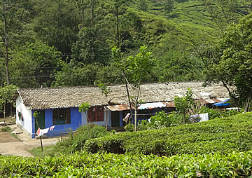 munnar tea plantation