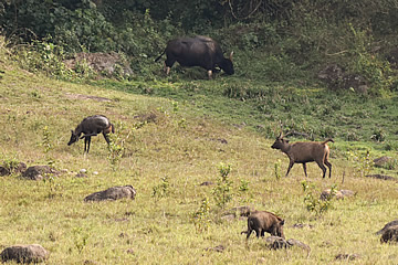 Periyar Wildlife Sanctuary