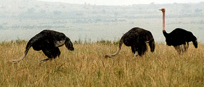 masai mara ostriches