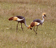 masai mara Crowned Cranes