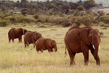 masai mara elephants