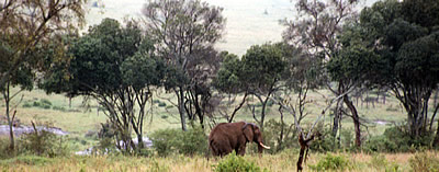 masai mara elephant