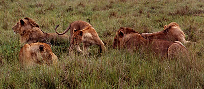masai mara lions