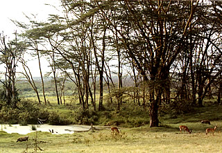 at Lake Nakuru National Park