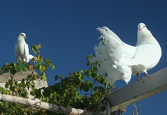 doves on the roof terrace