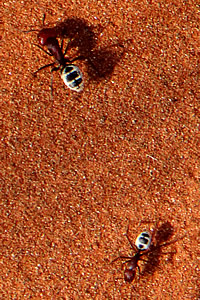 Namibia Desert Dune Ants