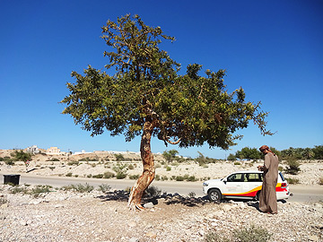 Frankincense tree, Oman