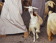 Nizwa Goat Market, Oman