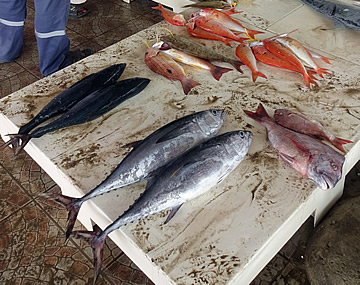 Seeb fish souk, Oman