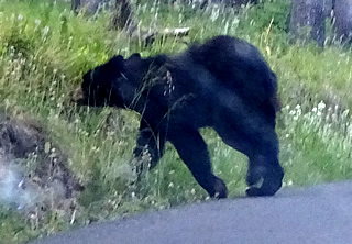 Grand Teton NP View black bear