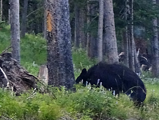 Grand Teton NP View black bear