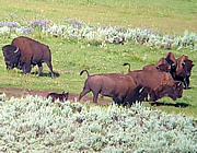Yellowstone wolf and bison