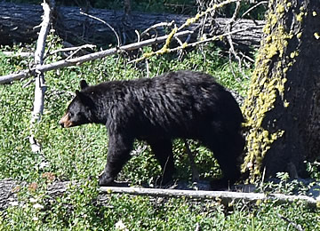 Lamar Valley black bear