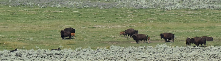 Lamar Valley wolves bison
