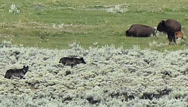 Lamar Valley wolves bison