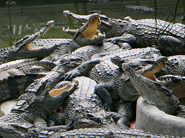 Mekong Crocodile Farm